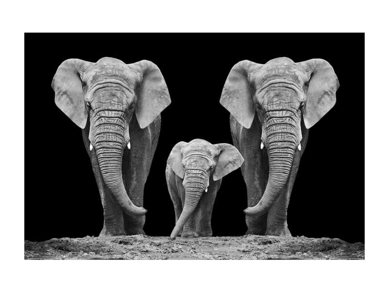 Стеклянная картина SIGNAL ELEPHANT FAMILTY, 120X80 
